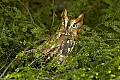 DSC_6415 screech owl.psd