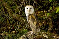 DSC_6435 barn owl.jpg