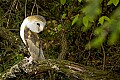 DSC_6436 barn owl.jpg