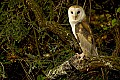 DSC_6440 barn owl on branch 13x19.jpg