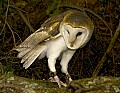 DSC_6448 barn owl w.tif