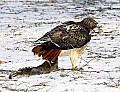 DSC_7031 redtail hawk dragging dinner home.jpg