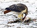 DSC_7059 redtail hawk.jpg