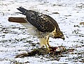 DSC_7060 redtail hawk.jpg