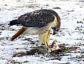 DSC_7061 redtail hawk with squirrel (good action).jpg