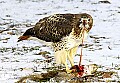 DSC_7084 redtail hawk with entrails.jpg