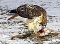 DSC_7095 hawk with squirrel.jpg