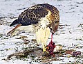 DSC_7103 redtail hawk.jpg