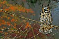 DSC_7114 long-eared owl.jpg