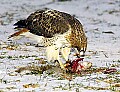 DSC_7116 redtail hawk.jpg