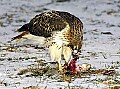 DSC_7119 hawk with lunch web.jpg