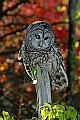 DSC_7212 barred owl.jpg