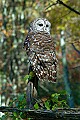 DSC_7238 barred owl.jpg