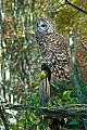 DSC_7242 barred owl.jpg