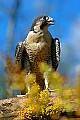 DSC_7345 immature pregrine falcon.jpg