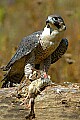 DSC_7393 peregrine with quail.jpg