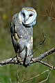 DSC_7417 barn owl.jpg