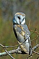 DSC_7436 barn owl-twister.jpg