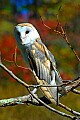 DSC_7447 barn owl 19x13.jpg