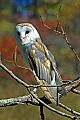 DSC_7447 barn owl.jpg