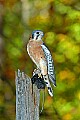 DSC_7473 american kestrel - apex.jpg