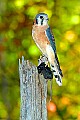 DSC_7482 american kestral.jpg