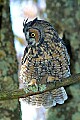 DSC_7490 long-eared owl.jpg