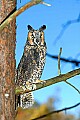 DSC_7496 short-eared owl.jpg