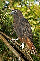 DSC_7678 red-tailed hawk - harlan phase.jpg