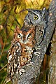 DSC_7722 screech owls.jpg