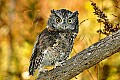 DSC_7729 brown screech owl.jpg