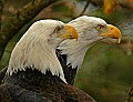 DSC_9809 bald eagles.jpg