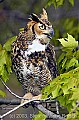 DSC_9863 great horned owl.jpg
