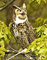 DSC_9871 great horned owl.jpg