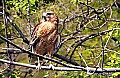 DSC_9998 sharp shinned hawk.jpg