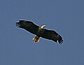 Eagles 047 mature bald eagle in flight.jpg