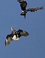 Eagles 089 in flight.jpg