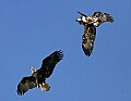 Eagles 090 in flight.jpg