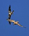 Eagles 291 bald eagles in flight.jpg