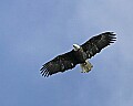 Eagles 498 bald eagle in flight.jpg