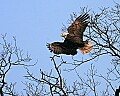 Eagles1 056 bald eagle taking off.jpg
