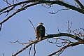 Eagles1 157 on limb.jpg