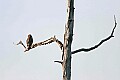 Eagles1 502 red-shouldered hawk.jpg