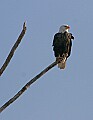 Eagles1 604 on limb.jpg