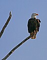 Eagles1 650 mature bald eagle.jpg