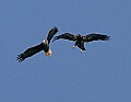 Eagles2 249 in flight.jpg