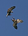 Eagles2 317 in flight.jpg