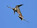 Eagles2 409 playing in flight.jpg