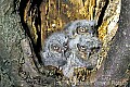 fauna700 Screech Owl Chicks.jpg