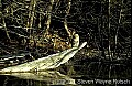 WMAG704 barred owl on log.jpg